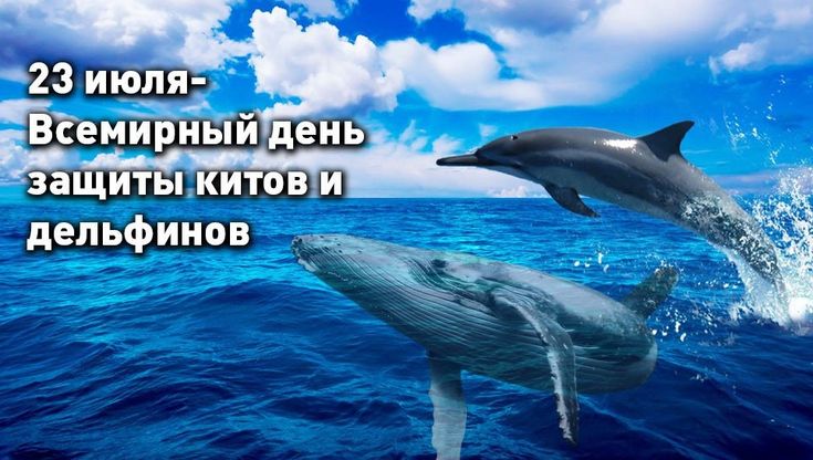 Всемирный день китов и дельфинов Всемирный день китов и дельфинов.